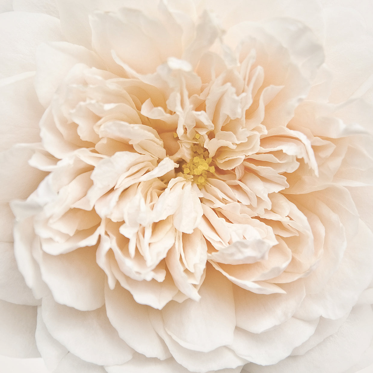 Cupcake Rose