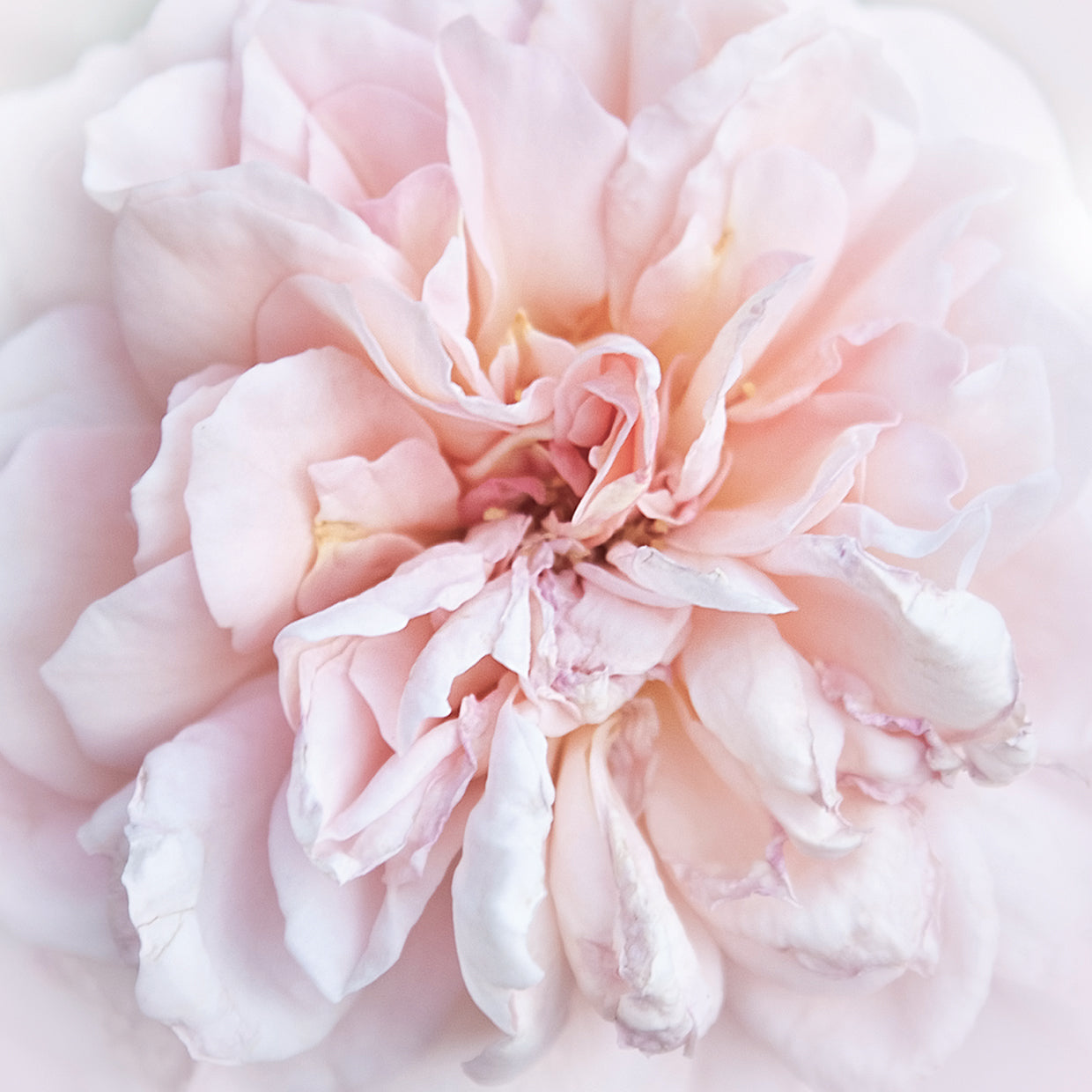 Daydreamer by Rebecca Swanson is gorgeous contemporary close-up floral painting printed on canvas or framed canvas