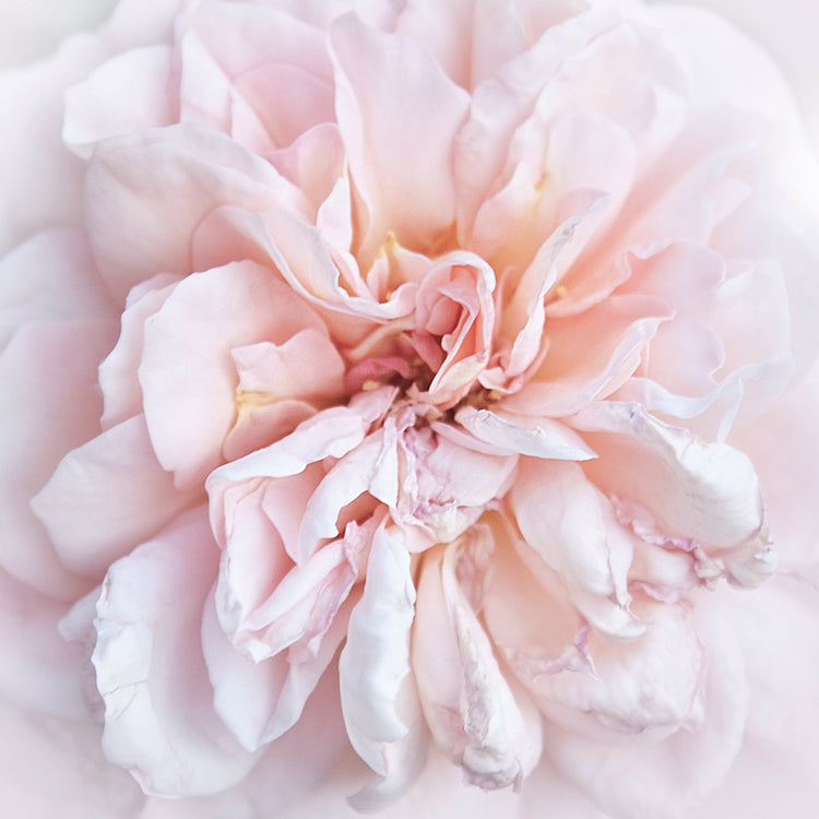 Daydreamer by Rebecca Swanson is gorgeous contemporary close-up floral painting printed on canvas or framed canvas