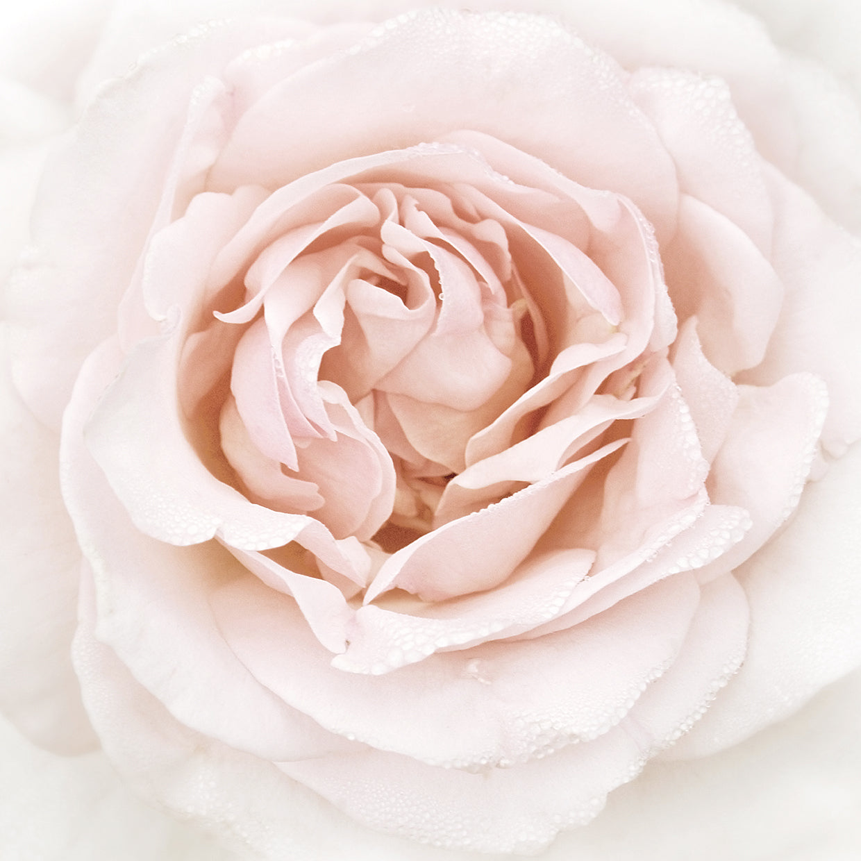 Dew Drop Rose