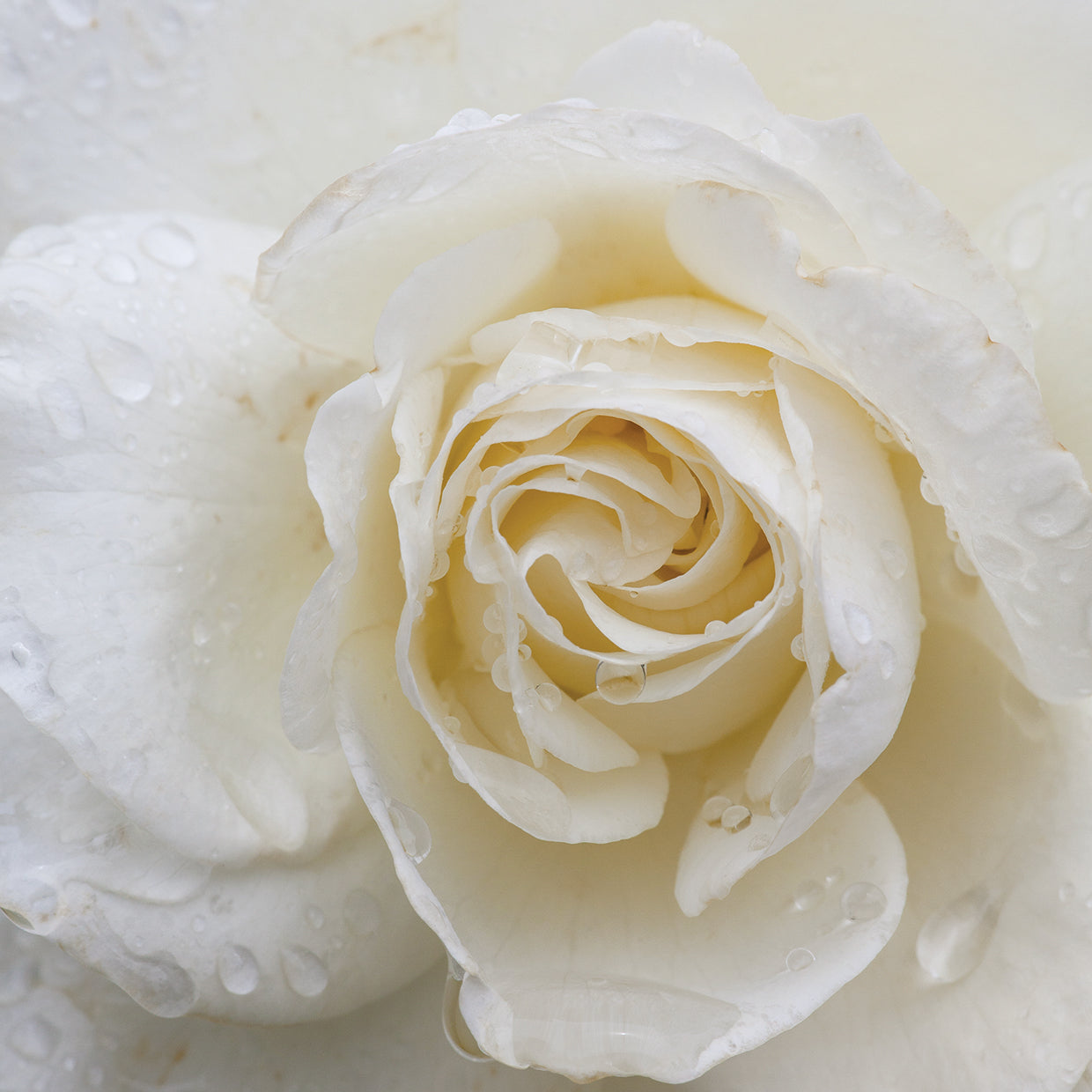Dewdrops