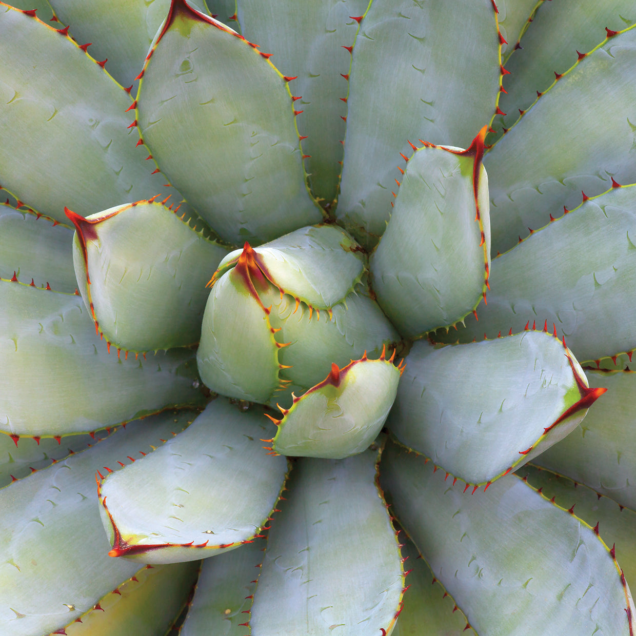 Grand Opening I Square