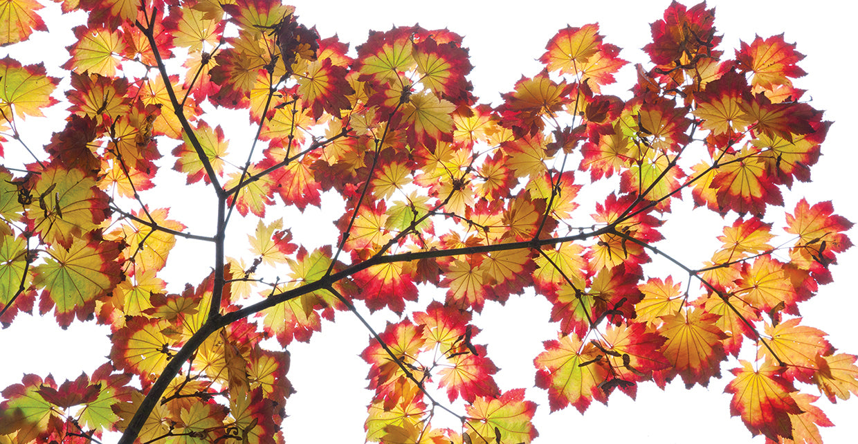 Leaf Silhouettes IV