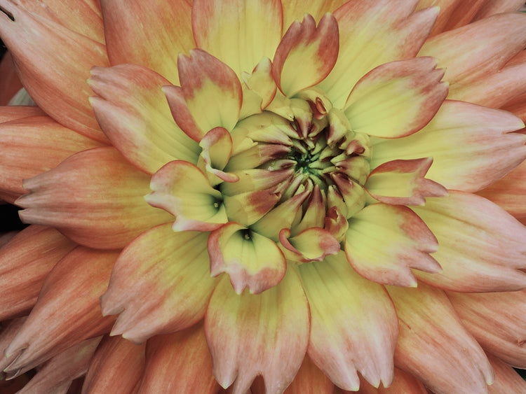 Pink Passion Soft Horizontal