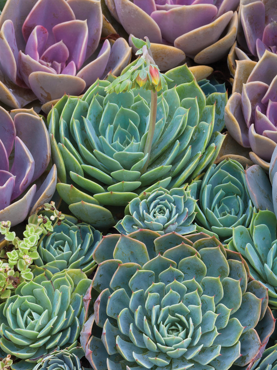 Succulent Gemstones III