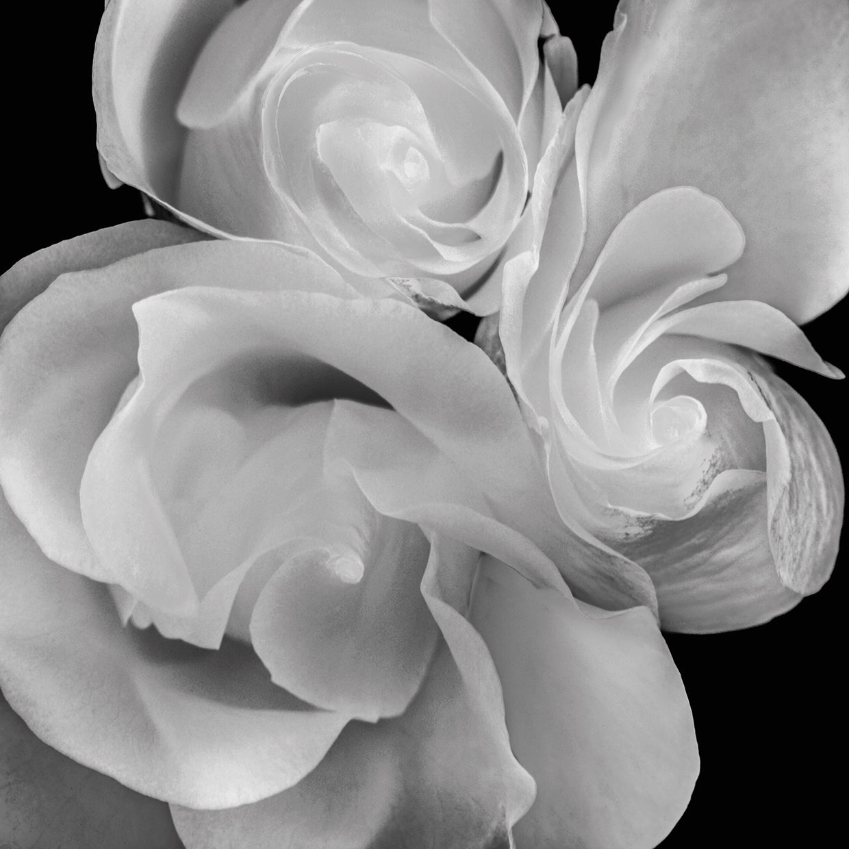 Untitled Floral 19