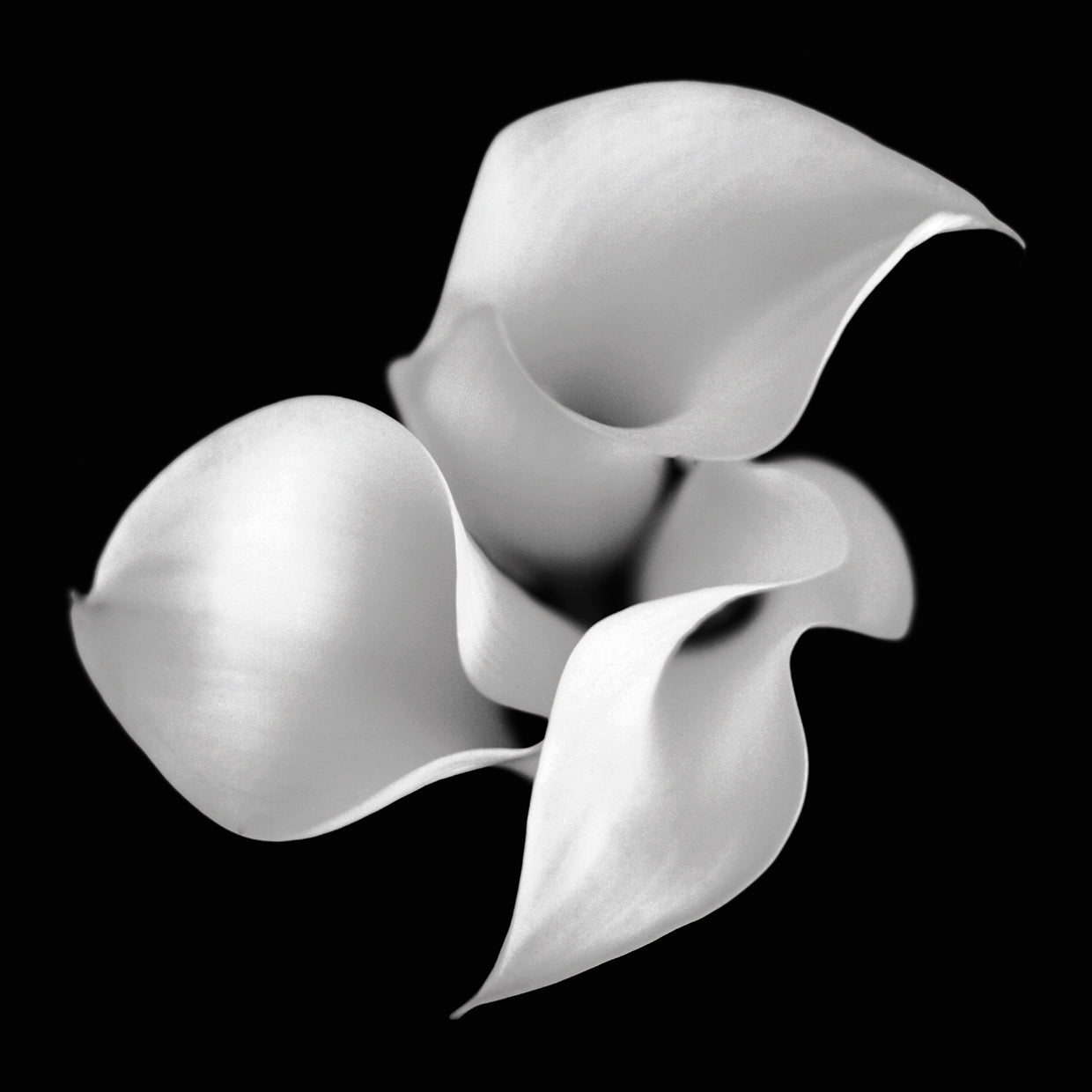Untitled Floral 26
