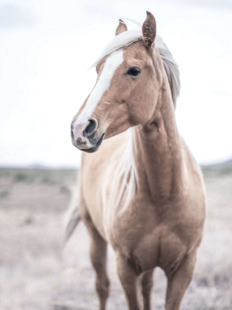 Western Blonde