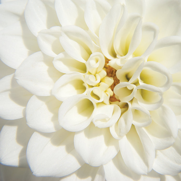 White Dahlia