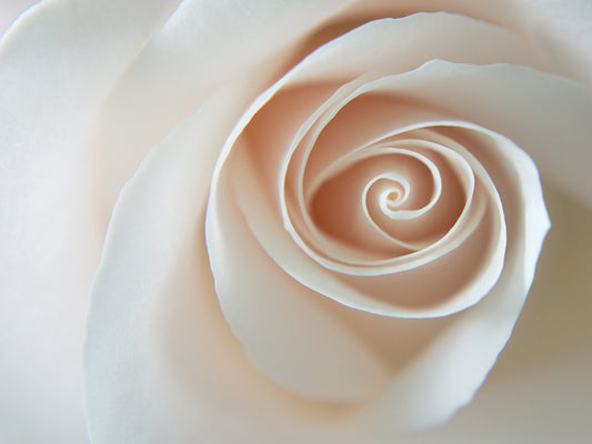 White Rose Swirl Canvas Art
