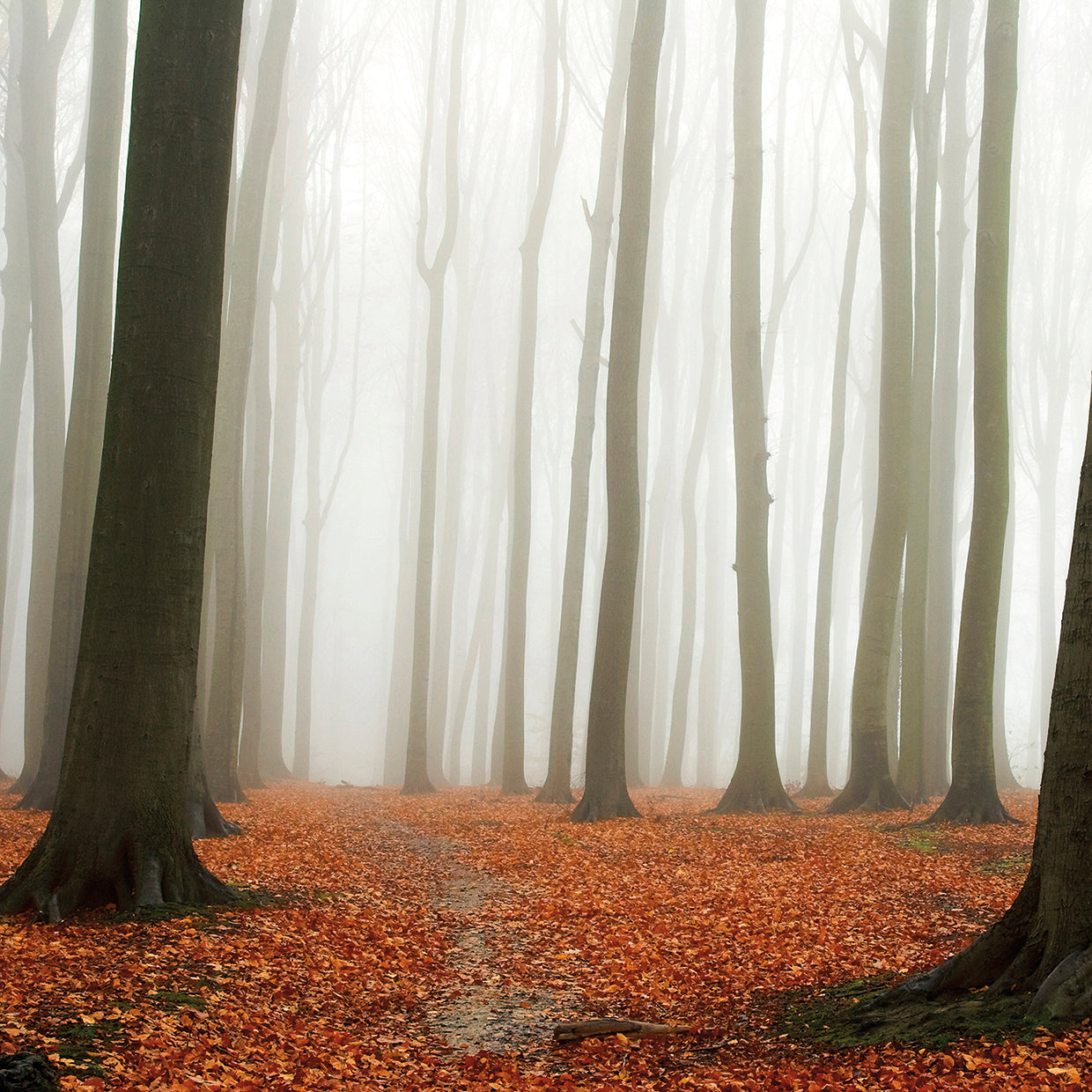 Autumn Forest Floor