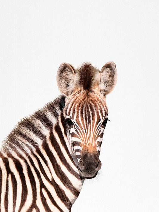 Baby Zebra Canvas Art