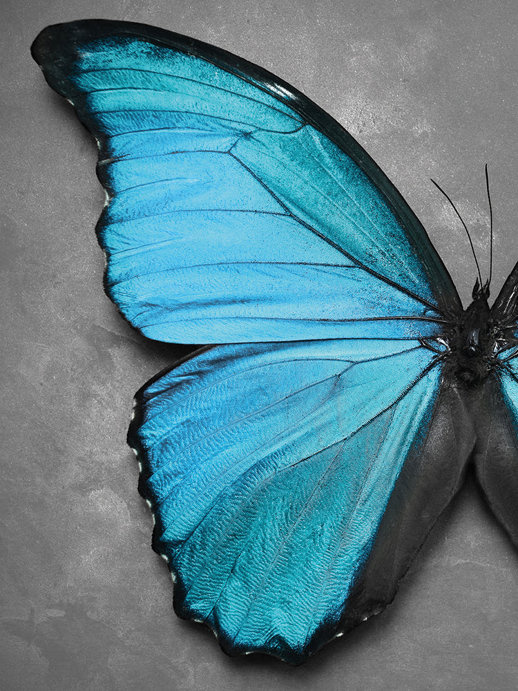 Butterfly in Aqua