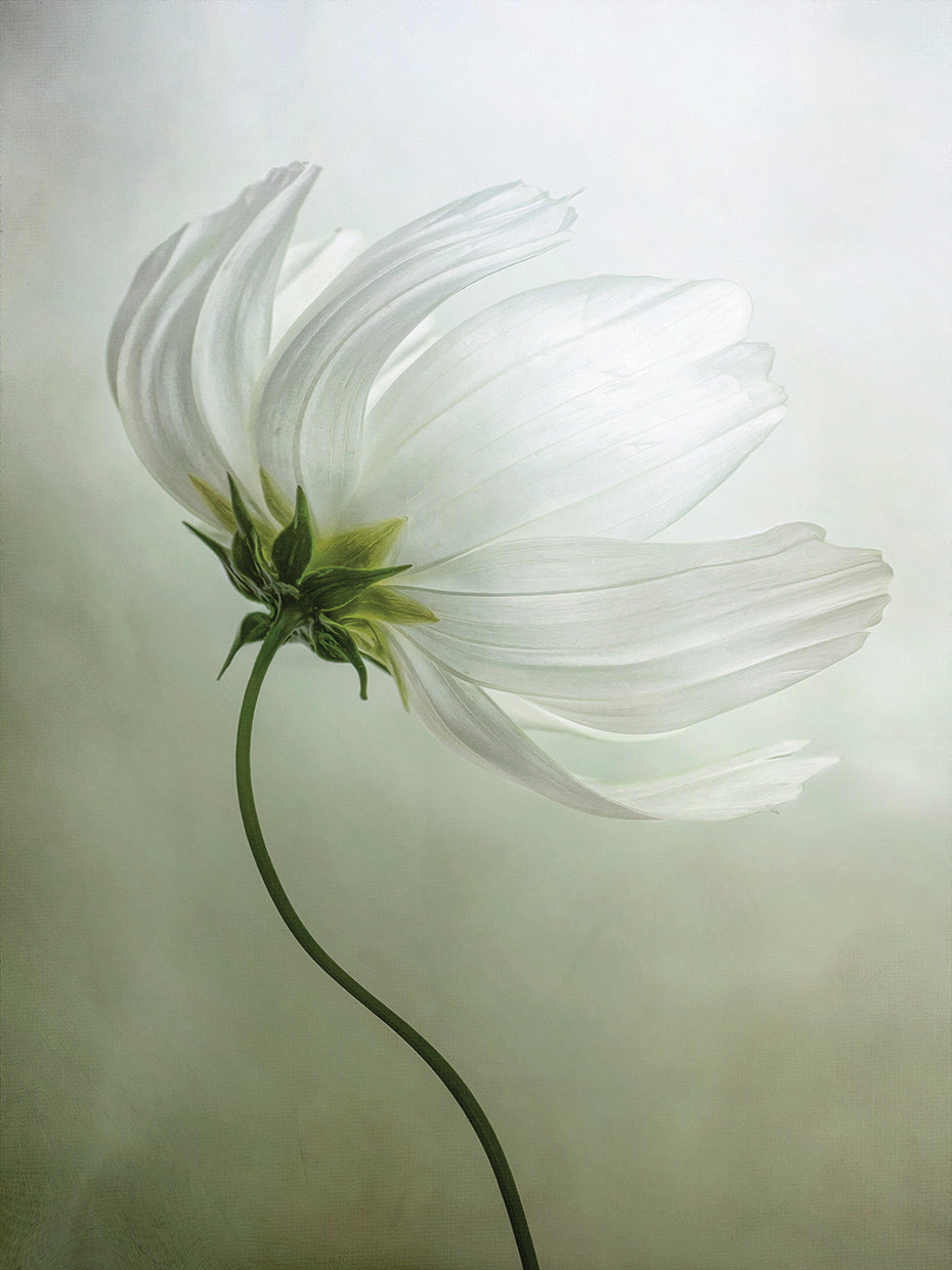 Cosmos Charisma
