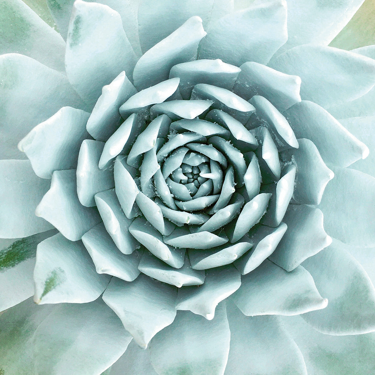 Desert Splendor