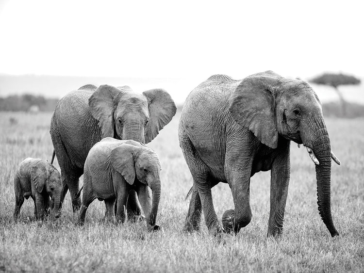 Elephant Family
