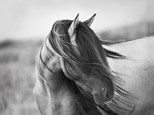 Fierce Grace by Tony Stromberg is a graceful and enduring equine fine art photo printed on canvas or framed canvas