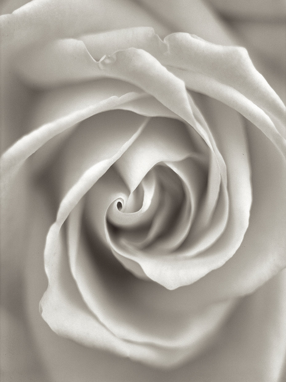 Florison #23