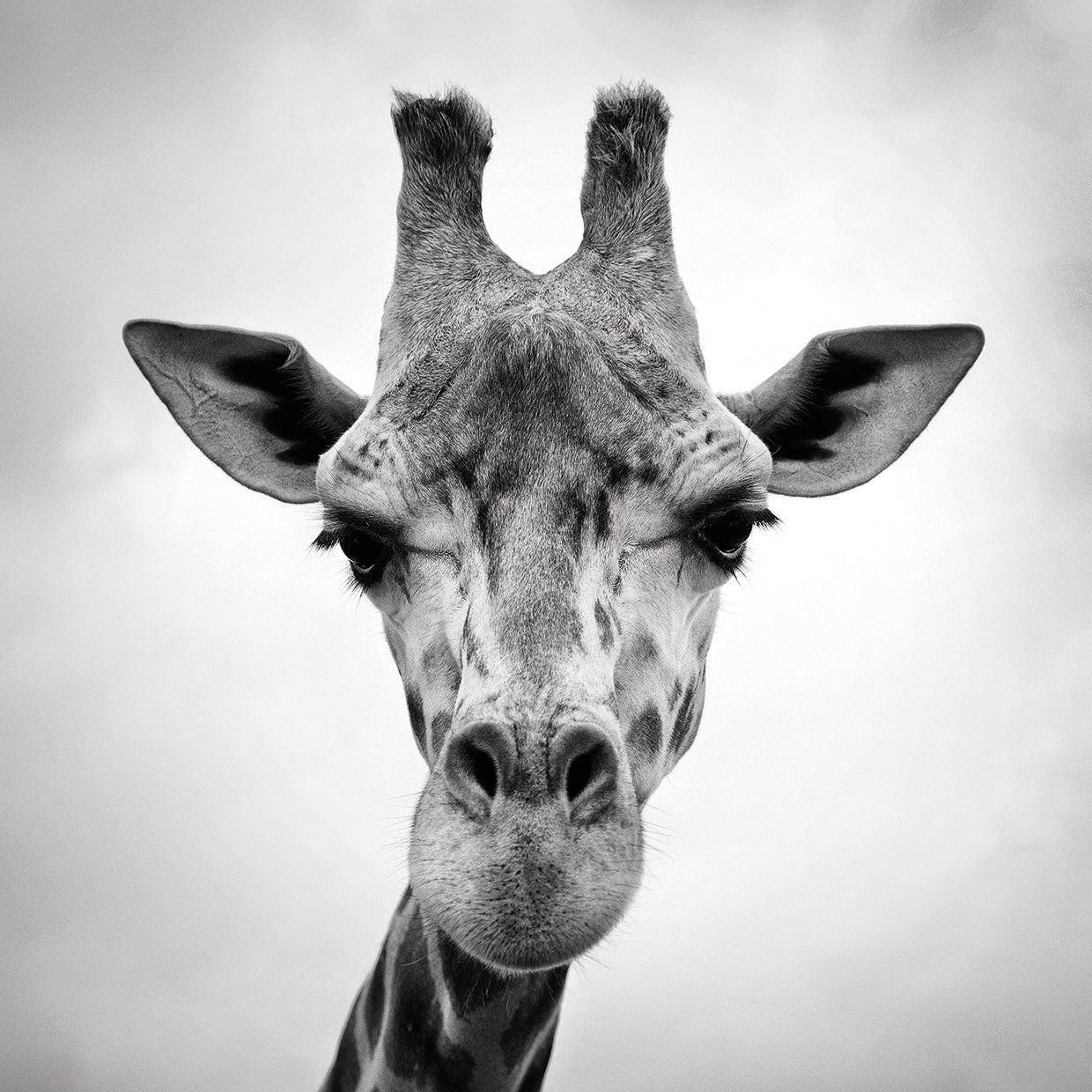 Giraffe Canvas prints