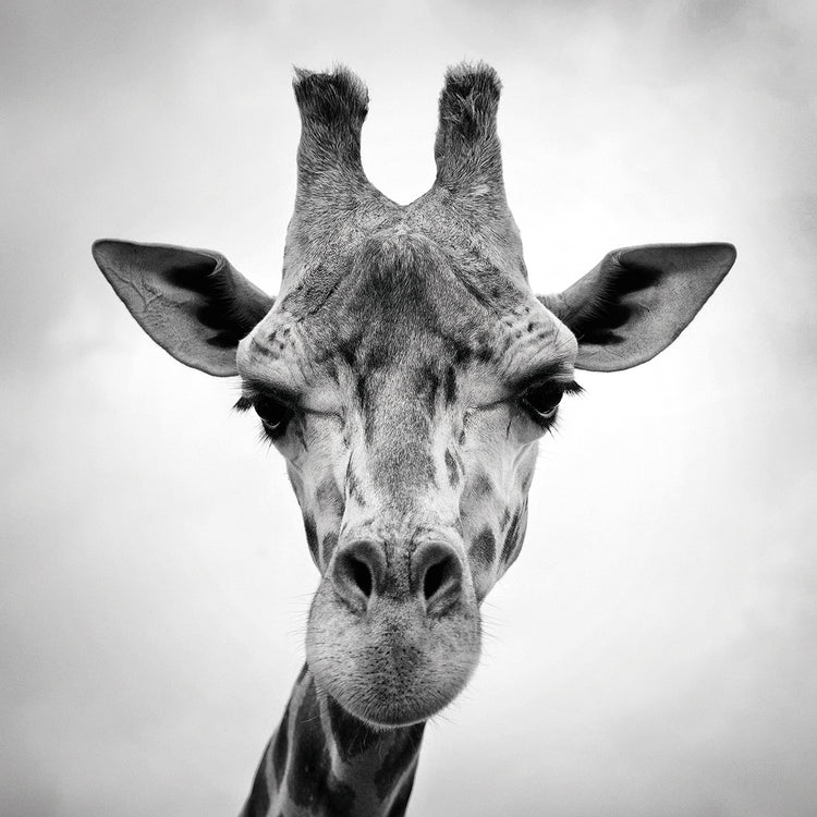 Giraffe Canvas prints