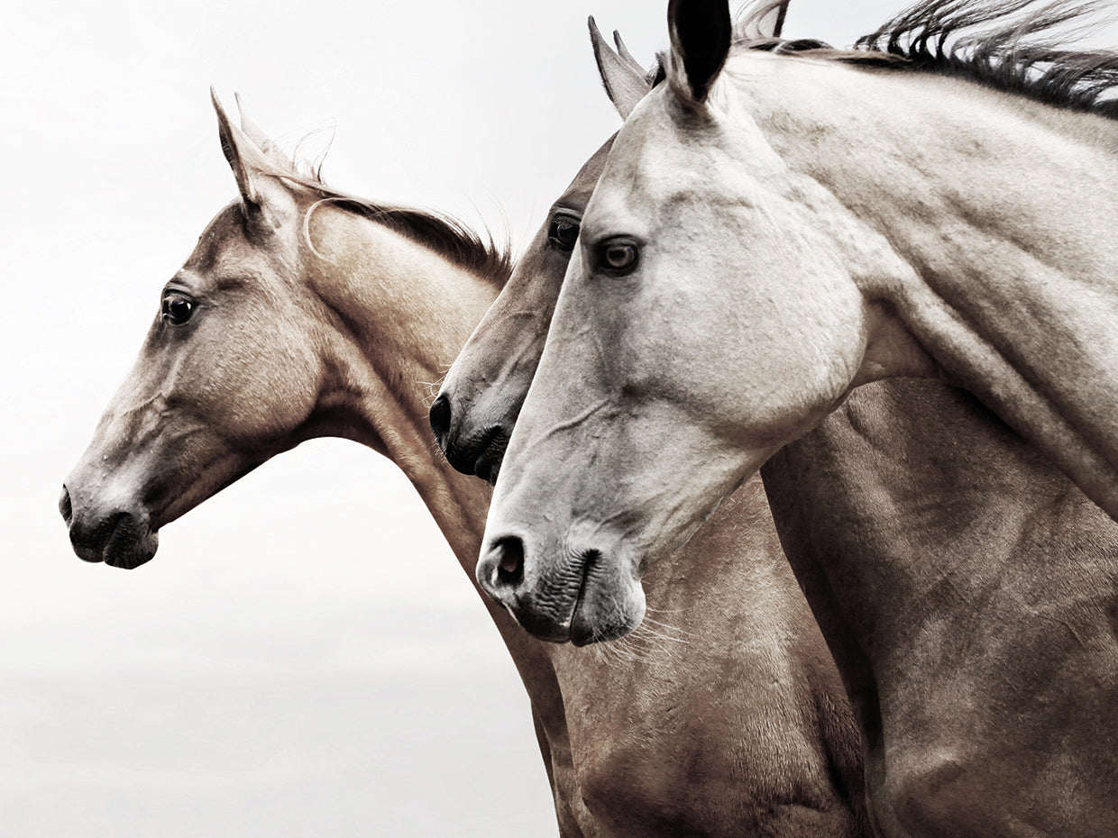 Grace in Profile by Belle Maison is a beautiful contemporary equine photo printed on canvas or framed canvas