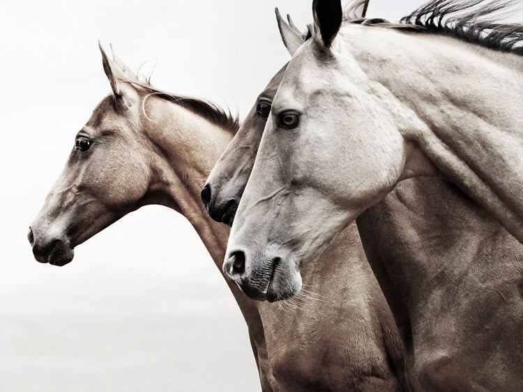 Grace in Profile by Belle Maison is a beautiful contemporary equine photo printed on canvas or framed canvas