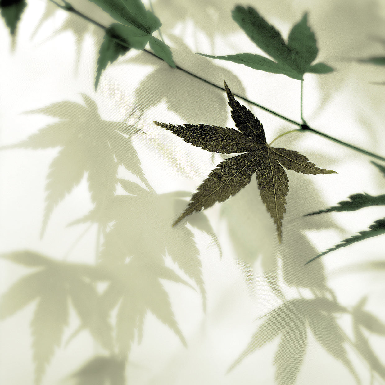 Japanese Maple #1