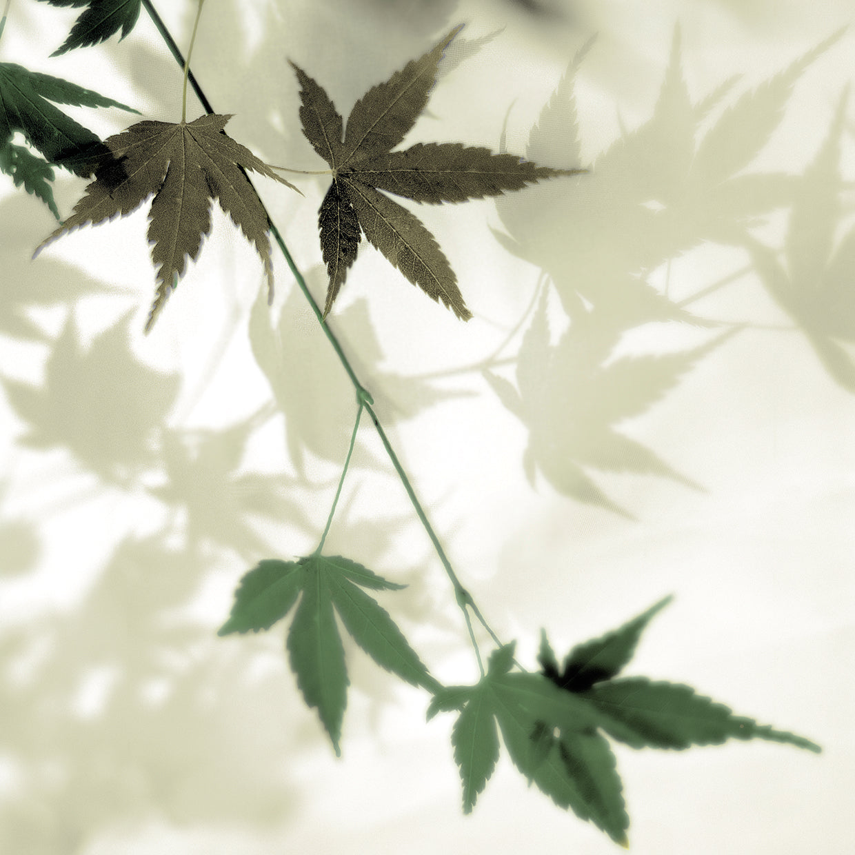 Japanese Maple #2