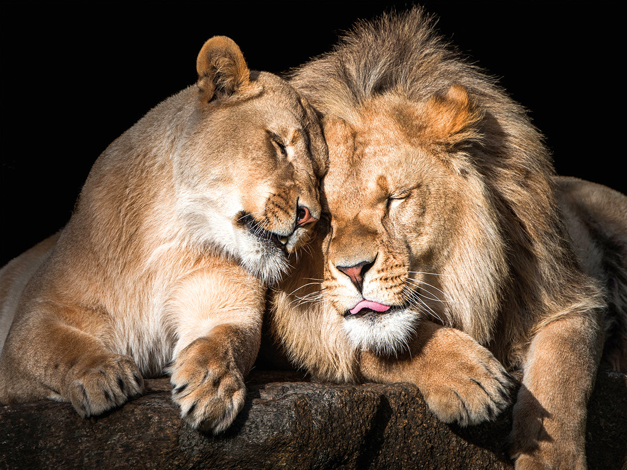 Lion Love
