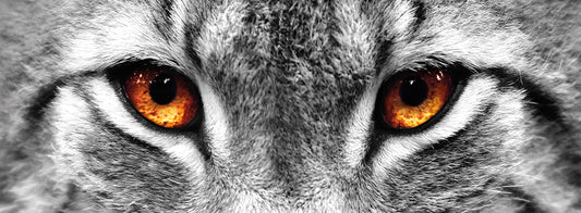 Lynx Eyes Canvas Art