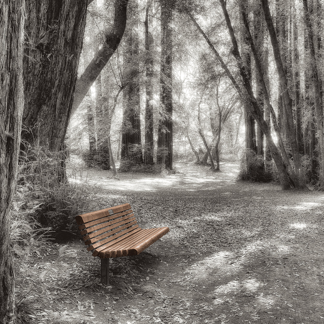 Old Mill Park