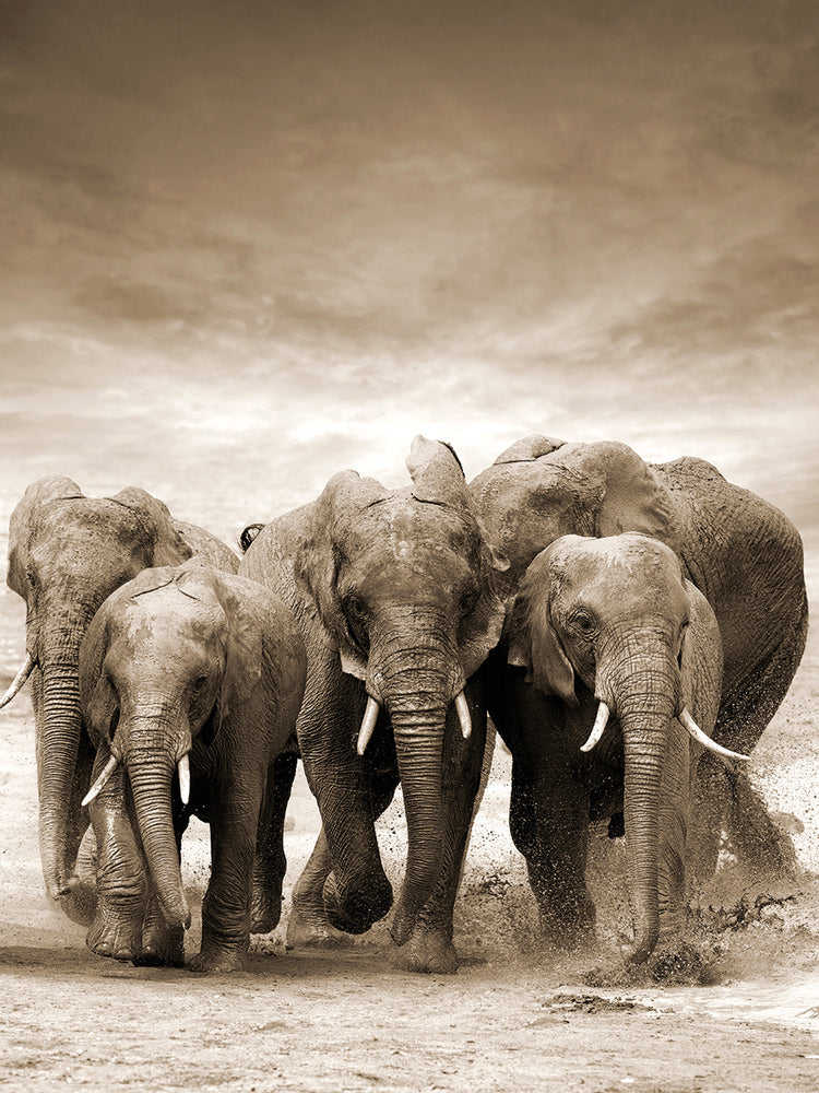 Sepia Herd