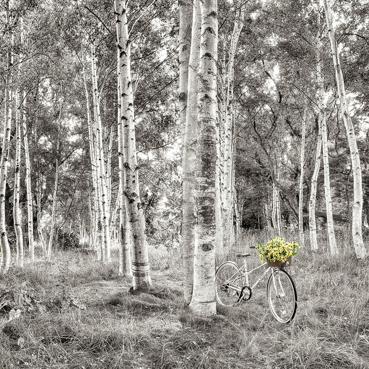 Sunflower Bicycle Ride