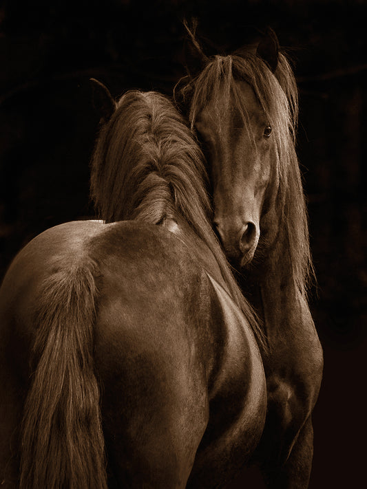 Tenderness I by Tony Stromberg is a graceful and enduring equine fine art photo printed on canvas or framed canvas