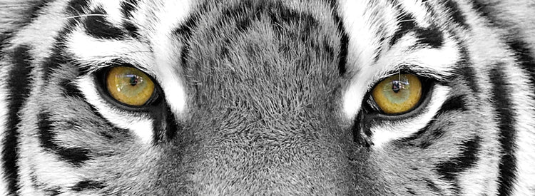 Tiger Eyes