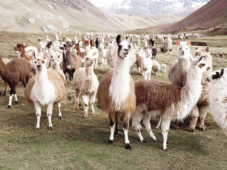 Whole Lotta Llamas