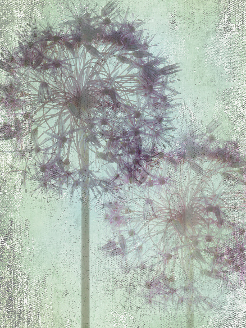 Allium Globe