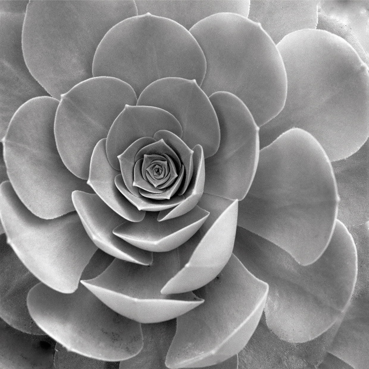 Floral #22