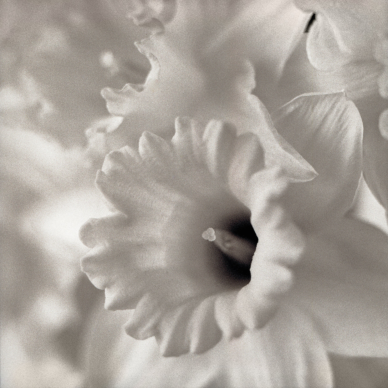 Florison #45