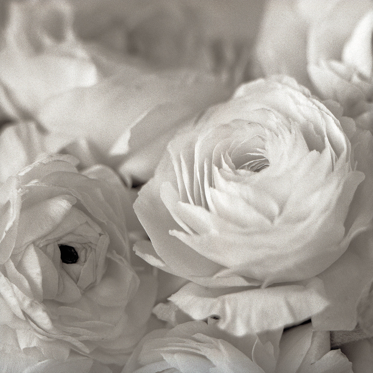 Florison #47