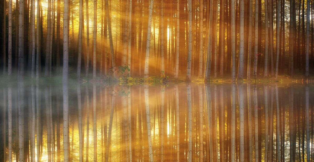 Gilded Forest