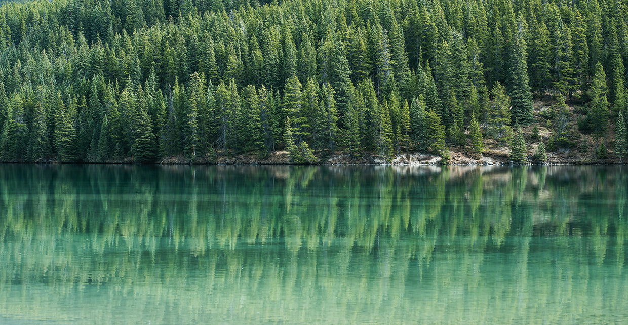 Reflected Forest