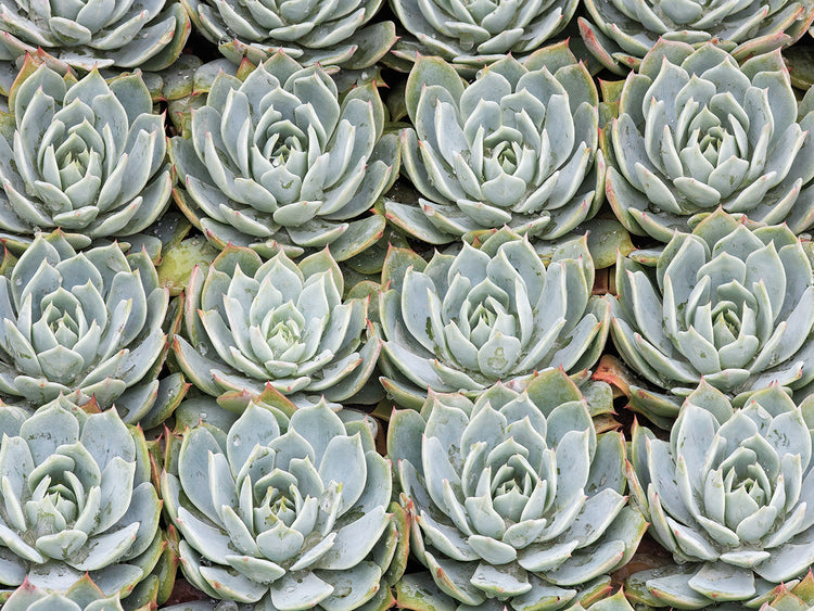 Succulent Grid