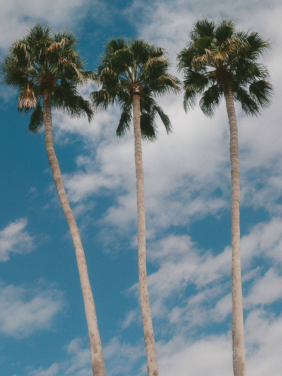 Three Palms