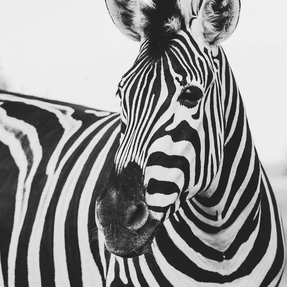 Zebra Close Up
