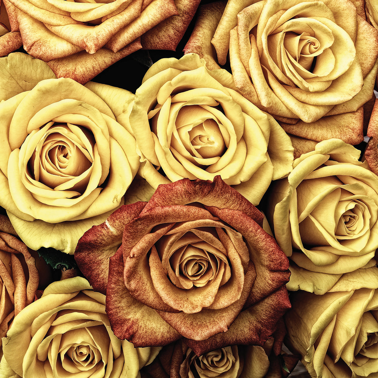 Amber Roses