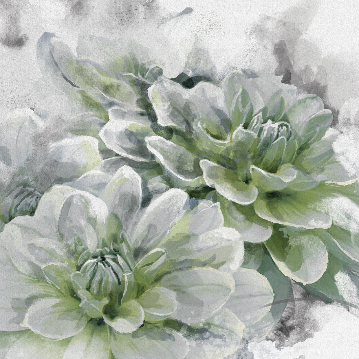 Angelica