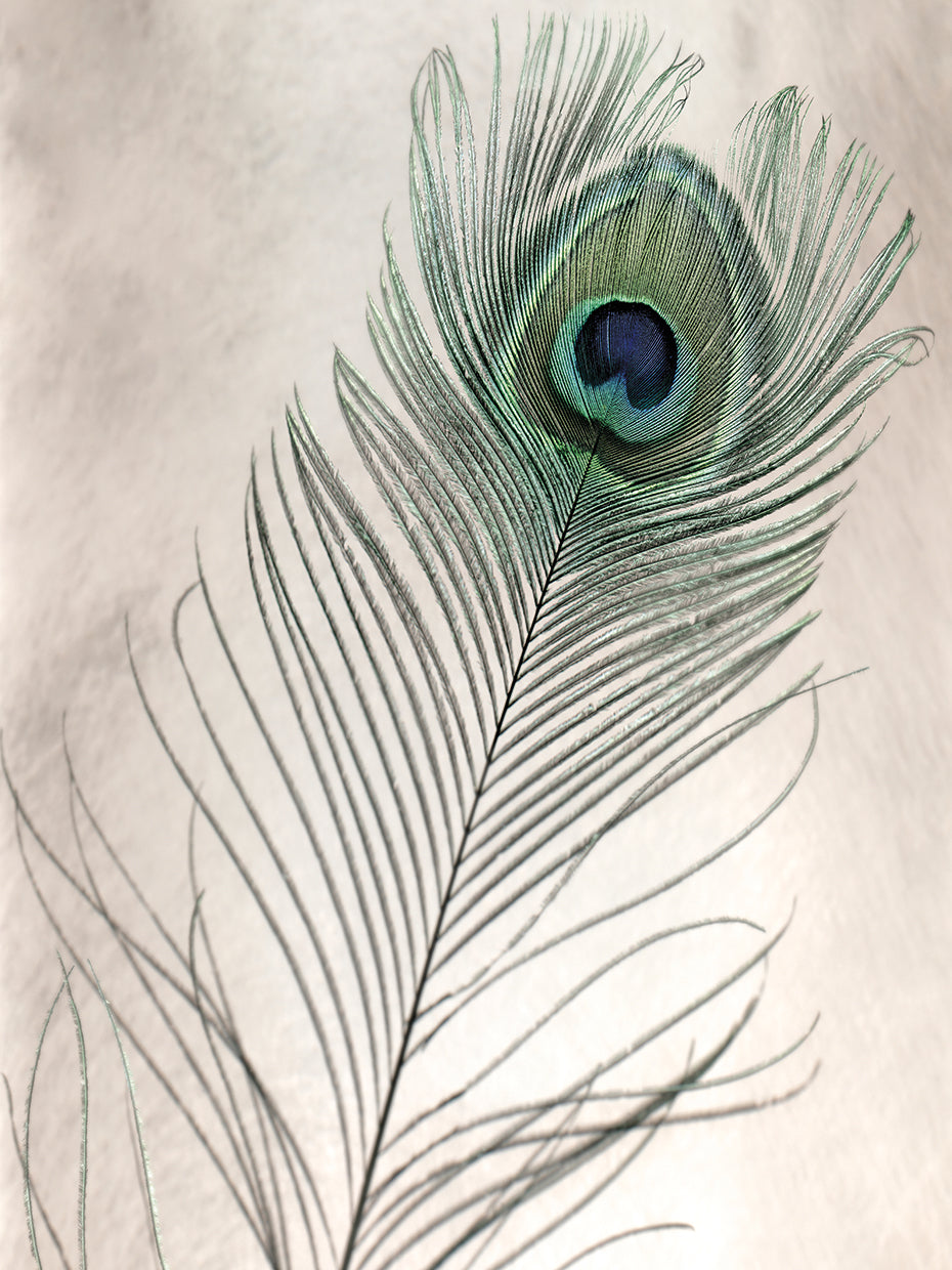 Feathers #11