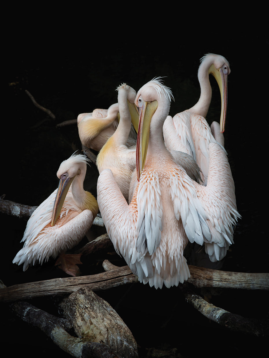 Flock of Flamingos