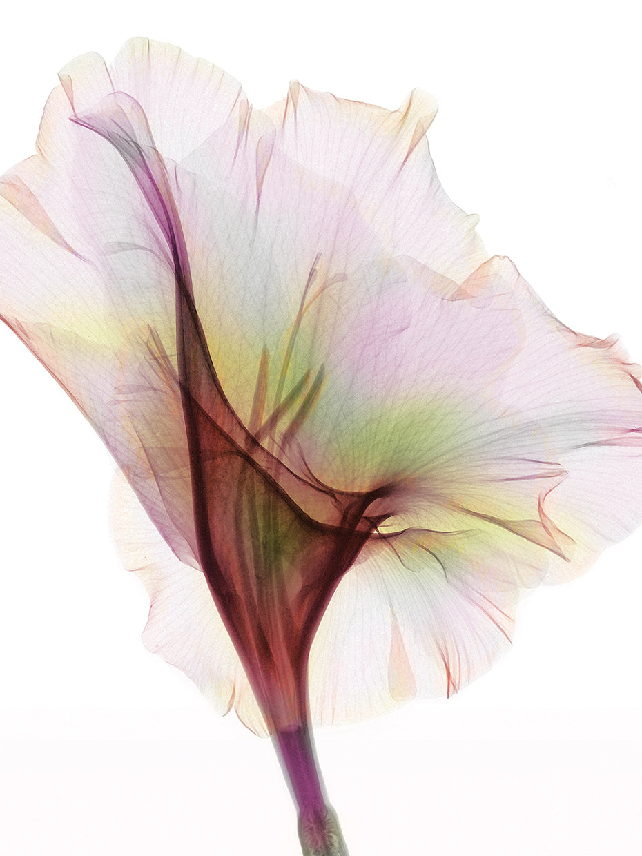 Gladiolus